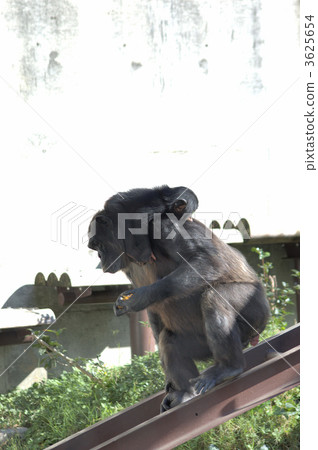 With Child, chimp, chimpanzee 3625654