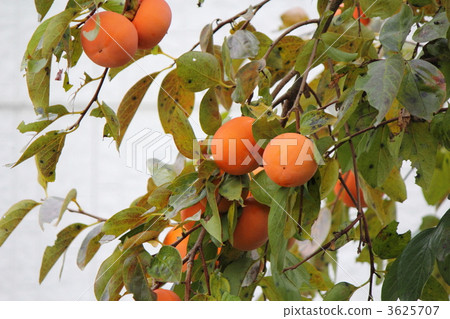 persimmon persimmon 3625707