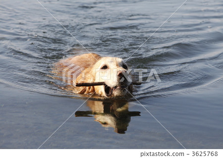 金毛獵犬游泳 金毛獵犬游泳 3625768