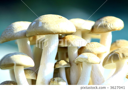 群馬縣蝦 3627041