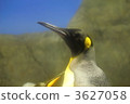 penguin, penguins, king penguin 3627058
