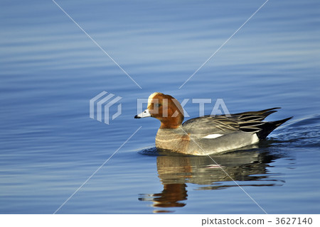 Hydrigamo Hydrigamo 3627140