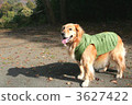 Walk in autumn 3627422