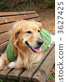Walk in autumn 3627425