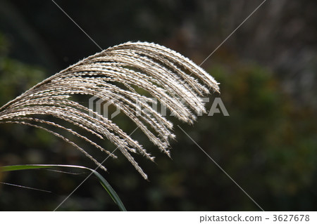 japanese pampas grass, botanic, botanical 3627678