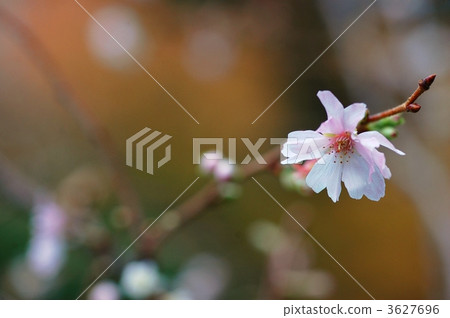 冬天的櫻花 3627696