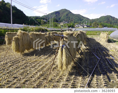 Straw drying 3628093