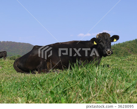 Black cattle 3628095