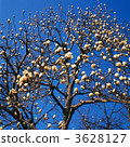 white magnolia, magnolia, magnolias 3628127