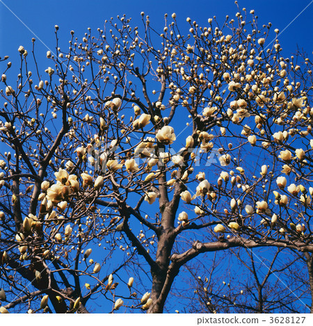 白玉蘭 玉蘭 埼玉縣 3628127