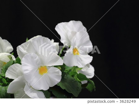 White pansy 3628249