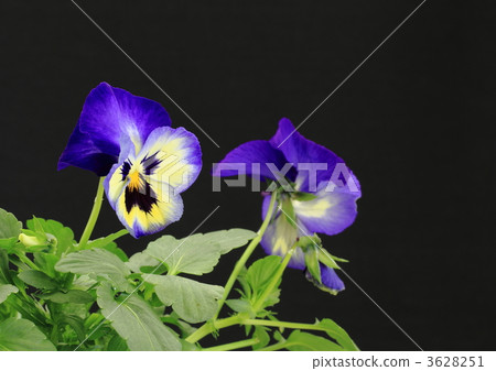 Blue and yellow pansy 3628251
