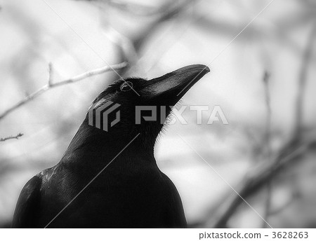 A crow looking up 3628263