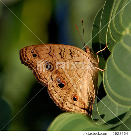 Tatehamodoki 3628264