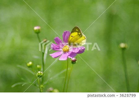 大腸桿菌 大腸桿菌 3628799