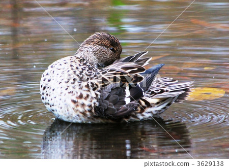 Feathering Cogamo 3629138