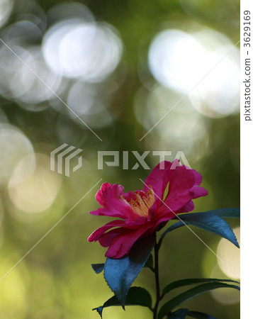 Southernka at Kobe Okusuma Park 3629169