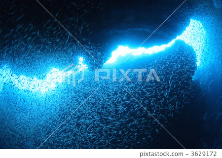 箭頭紅衣主教 洞穴 海底的 3629172