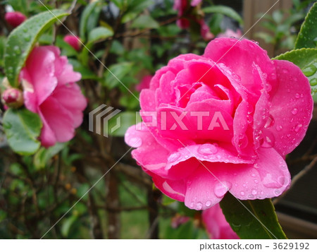 聖誕季節山茶 茶梅 花瓣 3629192