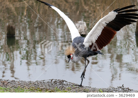 Flapping hoop gum crown cranes 3629469