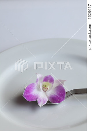 庫克敦蘭花 石斛 秋石斛 3629657