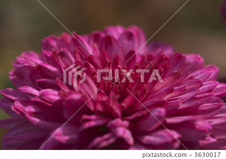 菊花 菊花 3630017
