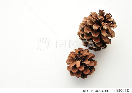 Pine cones (autumn image) 3630068