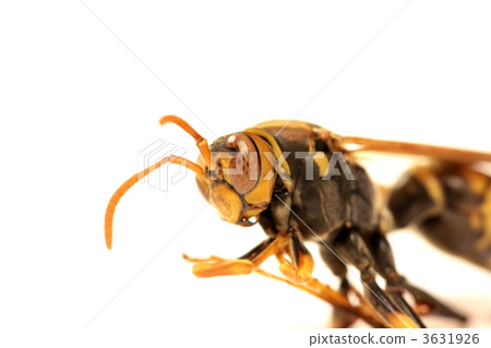 黃蜂 3631926