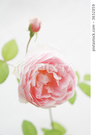 迷你玫瑰 迷你 玫瑰 3632859