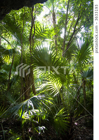 Jungle background Jungle background 3633193