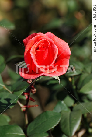 紅色玫瑰花在老Furukawa庭院裡·和諧 3633951