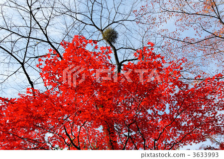 The leaves of Momiji of Hirin and the mistletoe on a tree 3633993