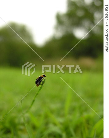 corn rootworm beetle, leaf beetle, bug 3636951