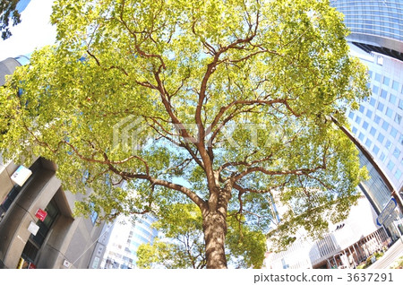 Urban trees Urban trees 3637291