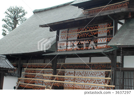 Making dried persimmon of Shioyama licorice mansion Making dried persimmon of Shioyama licorice mansion 3637297