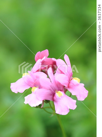 Nemesia的五彩紙屑 3637334