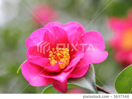 紅顏色的Sumantha植物 3637348