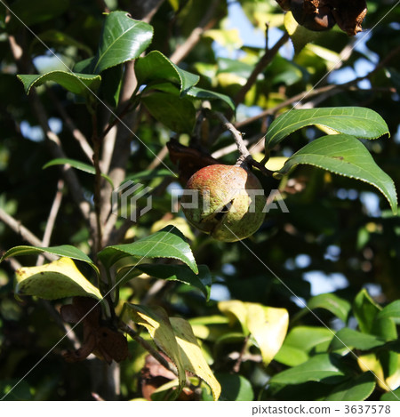 Yabutsubaki水果 3637578