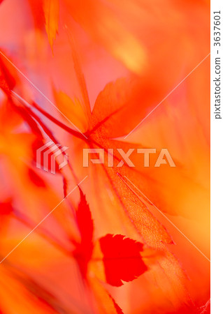 秋天的樹葉 3637601