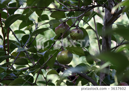 Yabutsubaki水果 Yabutsubaki水果 3637602