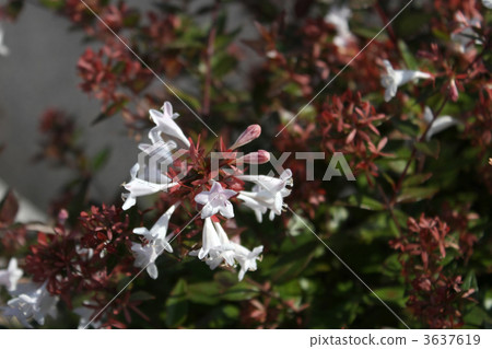 Averia Averia 3637619