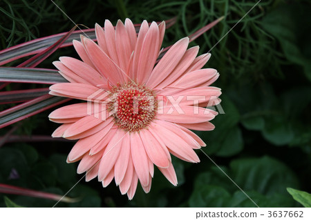 雛菊 雛菊 3637662