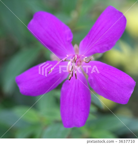 沒有按鈕 3637710