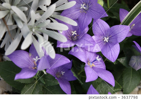 Mokubyakko和中國人 3637798