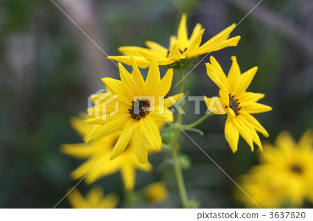 百日草 百日草 3637820