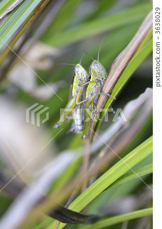 Grasshopper on the back of the Institute for Nature Study (Minato Ward, Tokyo) 3638029