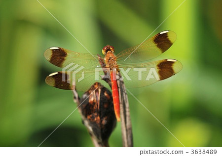 Red dragonfly 's companion ~ Miyama Macane ~ Red dragonfly 's companion ~ Miyama Macane ~ 3638489