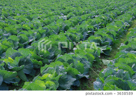 Cabbage field in the early winter Cabbage in the field cabbage Cabbage field in the early winter Cabbage in the field cabbage 3638589