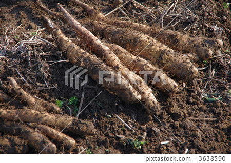 Harvest of Choshuro yam Harvest of Choshuro yam 3638590