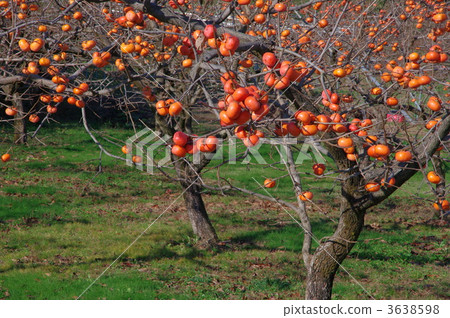 Cultivation of persimmon persimmon 3638598